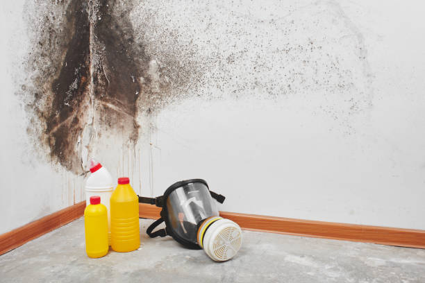 Best Mold Damage Repair  in Lambert, MS
