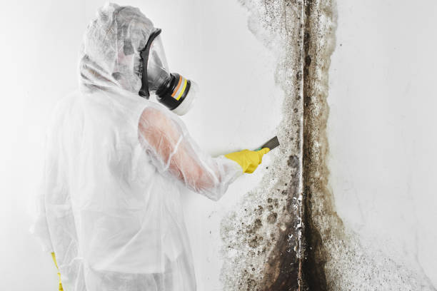 Mold Removal and Inspection in Lambert, MS