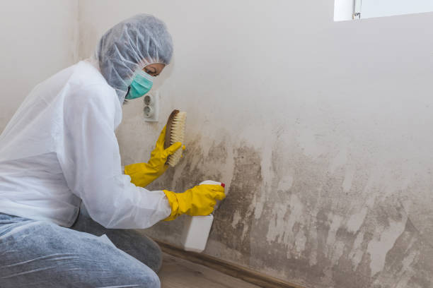 Best Black Mold Removal  in Lambert, MS