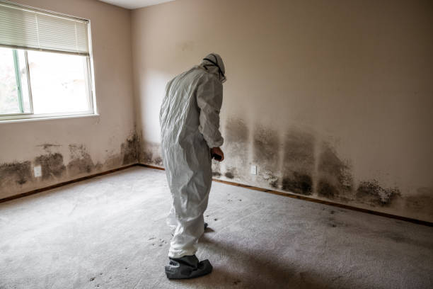 Home Mold Removal in Lambert, MS