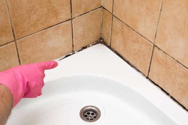 Mold Testing and Removal in Lambert, MS